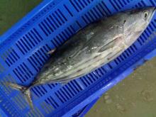 Sell: Frozen skipjack tuna whole round