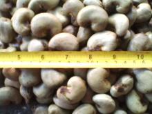  Raw   Cashew nut in  Shell 