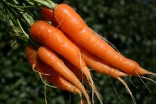 FRESH CARROTS
