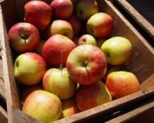 Fresh Apples