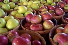 Golden deliciouse Apples