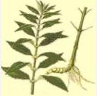Factory supply  Stachyose 