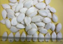 snow white pumpkin seed/pumpkin seed/seed