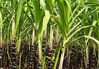 WHITE REFINED CANE SUGAR ICUMSA 45 RBU