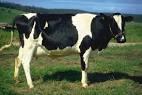 live cattle