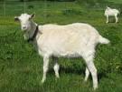 live goat