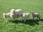 live sheep