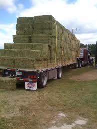 Feed grade Alfalfa Hay