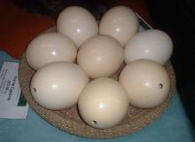 Ostrich eggs