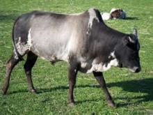 cow