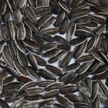 Sunflower seeds 5009 2012 New Crop