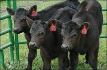 Beef calves