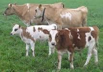 sale Cows and calves
