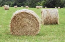 sell Forages