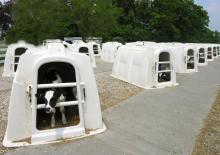 Calf  Hutches