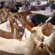 Goat breeds
