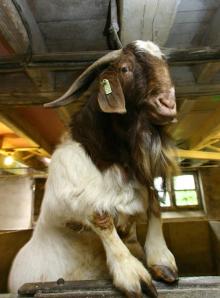 Bucks Goat