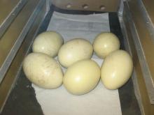 Rhea Eggs