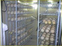 Ostrich egg incubator