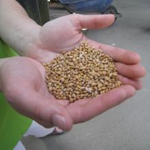  Wheat   kernels 