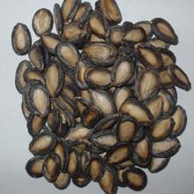 Black Melon Seeds