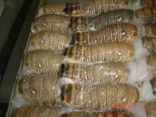 Frozen Lobster Tail for Export