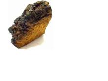 Birch  tree  chaga mushroom ( tree  fungus)