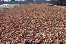  Copra   Dried   Coconut  for oil