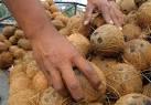 Coconut for sale