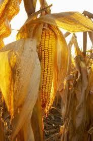 REFINED CORN OIL
