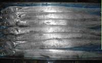 Quality Frozen Ribbon Fish-Hottest Sales