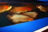 100% Best Quality Blue and Red Arowana Fish