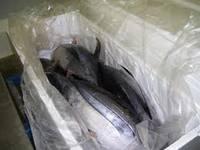2013 Hottest selling and high quality Fresh and Frozen Big Eye Turna Fish