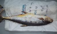 2013 Hottest selling and high quality  Frozen   Queen   Fish  Whole