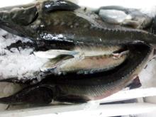 Fresh  Sturgeon 