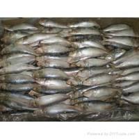 quality Fresh Sardine Frozen Fish