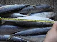 2013 Hottest selling and  high   quality  IQF Frozen Fish( Pacific   Mackerel )