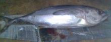 2013 Hottest selling and high quality Yellowfin TUNA YF TUNA Fresh Frozen Seafood Fish