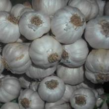 COMPETITIVE PRICE - PREMIUM FRESH GARLIC