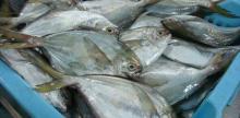 Silver Pomfret Fish