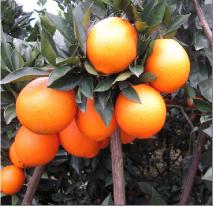 navel orange
