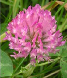 Supply Nutural Red Clover Extract Powder