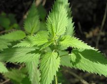 Supply Nettle Extract Powder