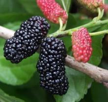  IQF   mulberry  or frozen  mulberry 