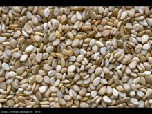 Natural Sesame Seeds 99% Purity machine cleaned