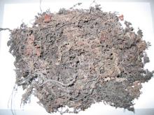  Dried   Sargassum  Seaweed