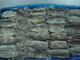 Frozen Squid Tube IQF not cleaned skin-on wing-on (Latin name:Todaordes pacificus) tubes