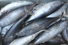 Bonito