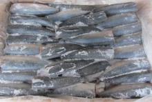 Frozen Mackerel HGT