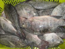 Tilapia WR